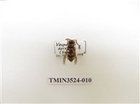 藏品(阿里山黃胡蜂)的圖片